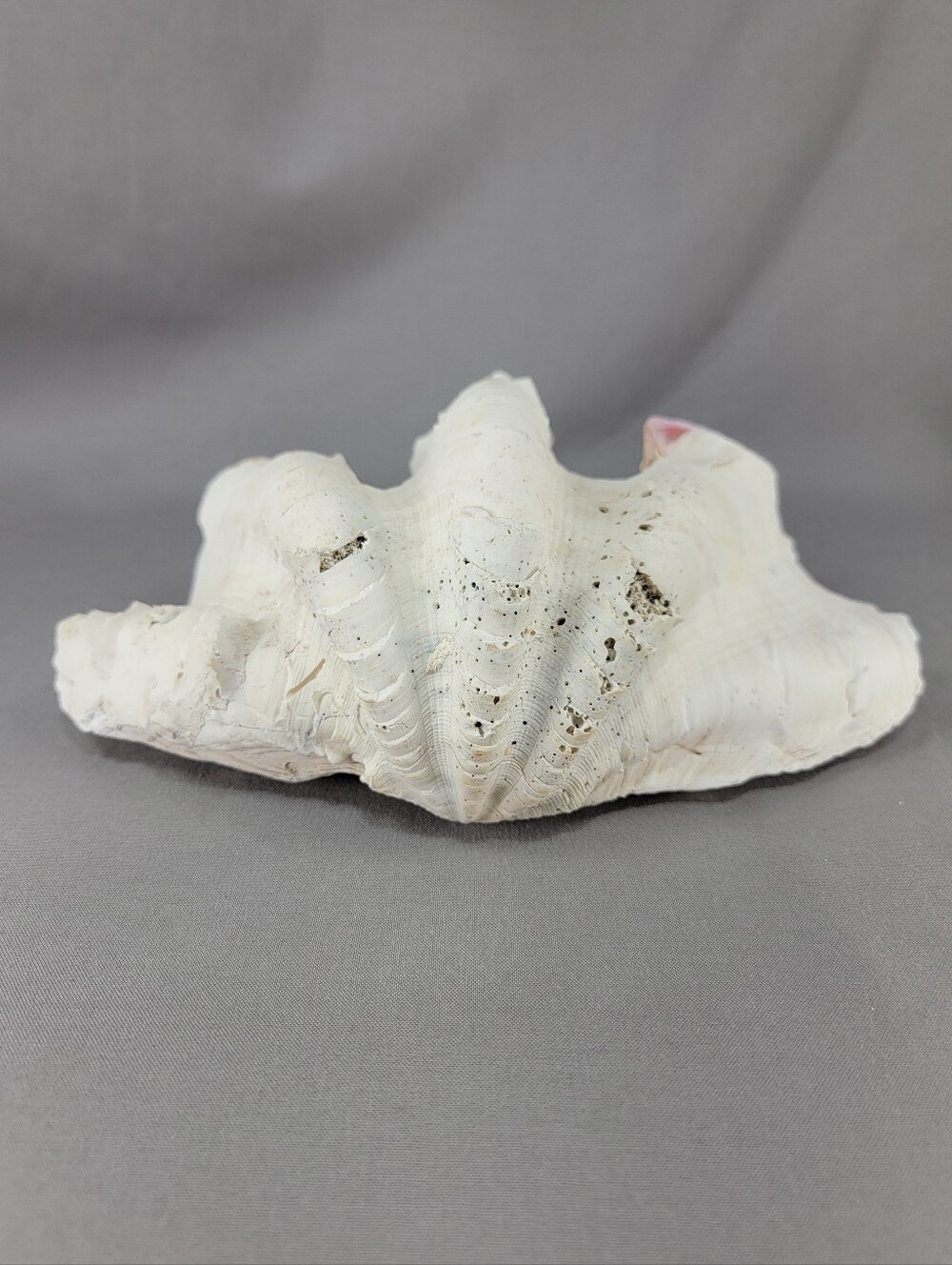 Vtg Fluted Ruffled Clam Shell Weathered Natural Seashell Coastal Decor Bowl